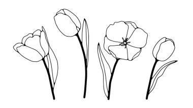 Narin lalelerle çizilmiş siyah beyaz bir el. Beyaz arkaplanda izole edilmiş lalelerin ana hatları.