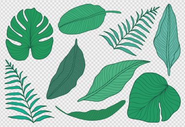 Şeffaf arka planda izole edilmiş yeşil tropikal bitki ve yaprakların oluşturduğu vektör yaz seti. Canavar yaprakları, eğreltiotu, muz yaprakları..