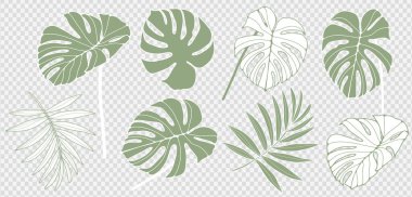 Şeffaf arka planda izole edilmiş yeşil tropikal bitki ve yaprakların oluşturduğu vektör yaz seti. Monsetra ve eğreltiotu yaprakları çeşitli tasarımlar ve baskılar yaratmak için.