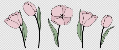 Şeffaf bir arkaplanda elle çizilmiş hassas pembe laleler. Kart, çiçek desenleri ve desenler yaratmak için lale çiçeklerinin ana hatları.