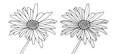 Beyaz arkaplanda papatya ya da takvim gezisi.