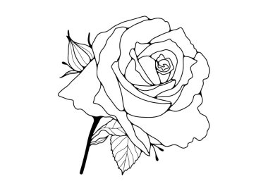 El çizimi gül çizgisi beyaz arkaplanda izole