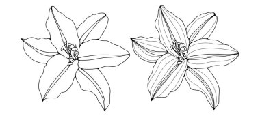 Beyaz arkaplanda çiçek desenleri olan siyah-beyaz çizimler. El çizimi vektör botanik çizimi