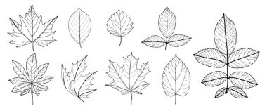 Sonbahar yapraklarının beyaz arka planda izole edilmiş siyah ve beyaz ana hatları. Vektör sonbahar botanik çizimi. Sonbahar yeşillik arkaplanı