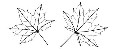 Akçaağaç yapraklarının ana hatları beyaz arkaplanda izole. Yapraklar, akçaağaç yaprakları, dallar. El çizimi vektör botanik çizimi