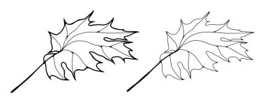 Akçaağaç yapraklarının ana hatları beyaz arkaplanda izole. Yapraklar, akçaağaç yaprakları, dallar. El çizimi vektör botanik çizimi