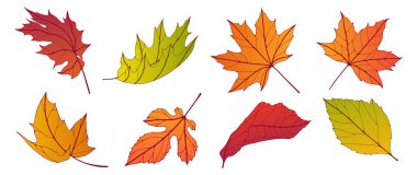 Sonbahar renkli yapraklar beyaz arka planda izole edilmiş. Akçaağaç ve diğer yapraklar. Botanik vektör illüstrasyonu