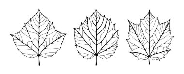 Farklı ağaçların yaprakları. Beyaz arkaplanda elle izole edilmiş basit çizgi çizimi. Damarları olan siyah yapraklar..