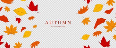 Sonbahar yaprakları şeffaf arkaplanda izole. Vektör illüstrasyonu.