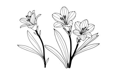 Bir dizi frezya çiçeği çizimi. Siyah beyaz monokrom sanatı. Modern mürekkep tarzında eskiz. Vektör çiçek illüstrasyonu.