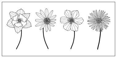 El çizimi siyah ve beyaz çiçek sanatı. Çeşitli renkteki çiçeklerin ana hatları.