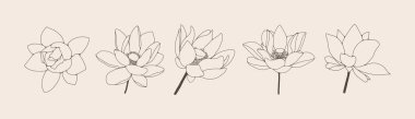 Lotus çiçekleri vektör grafikleri çizer. Nilüfer çiçeklerinin farklı açılardan ana hatları