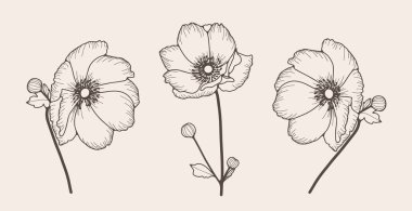 Haşhaş çiçeklerinin el çizimleri. Vektör çiçek illüstrasyonu