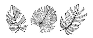 Beyaz arka planda izole edilmiş tropik canavar yapraklarının el çizimi.