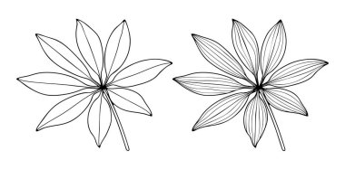 Beyaz arka planda izole edilmiş alışılmadık şekilli tropikal bitki yapraklarının el çizimleri