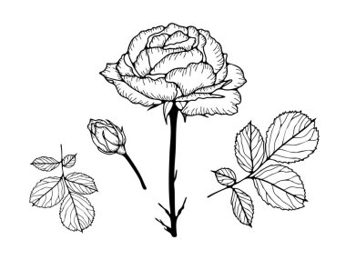 Beyaz arkaplanda yalıtılmış gül çiçeğinin el çizimi.