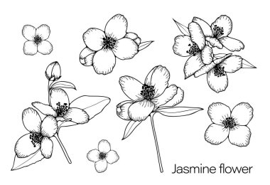 Yasemin çiçeği çizimleri olan bir botanik çizimi. Siyah ve beyaz, beyaz arka planda çizgi sanatı var. El çizimi yasemin çiçeği Çizimleri.