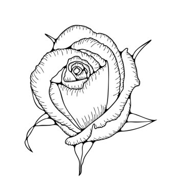 Beyaz arkaplanda yalıtılmış gül çiçeğinin el çizimi.