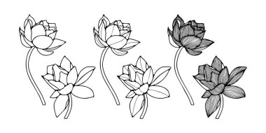 Nilüfer çiçeklerinin siyah beyaz çizimi. Nilüfer çiçeği veya nilüfer çiçeği çizimi