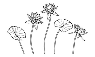 Beyaz arka planda izole edilmiş nilüfer ya da nilüfer çiçeğinin el çizimi. Renkler, desenler veya desenler için çiçek çizimi