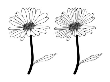 Beyaz arka planda izole edilmiş takvim çiçeklerinin el çizimi