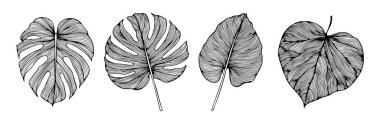 Beyaz arka planda izole edilmiş tropikal canavar yapraklı siyah beyaz botanik çizimler