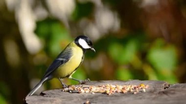 Great tit pecks bird seeds food from sawn off tree trunk table