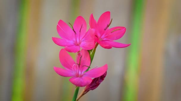 Blooming Pink Zephyranthes Flowers Garden — Stock Video