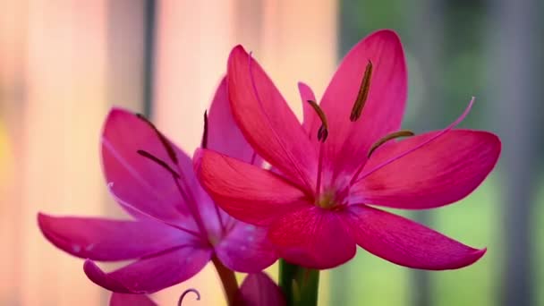 風にゆらゆらと揺れるピンクの花 ゼフランツのクローズアップ — ストック動画