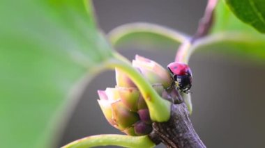 Leylak ağacının tomurcuğunda yüzünü yıkayan uğur böceği (Coccinellidae), hızlı hareket