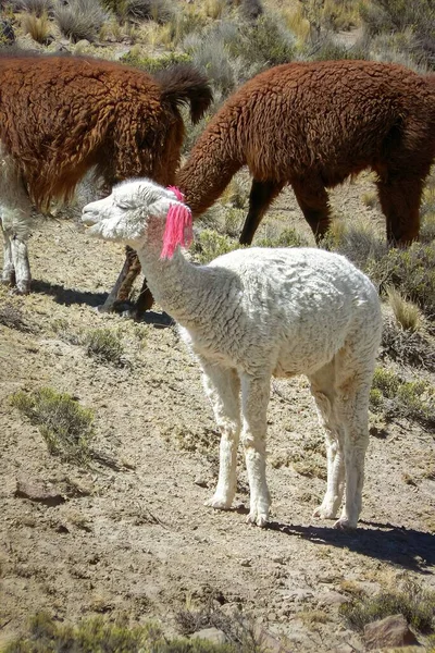 Niedliches Alpaka Baby Genießt Sonne Gesicht — Stockfoto