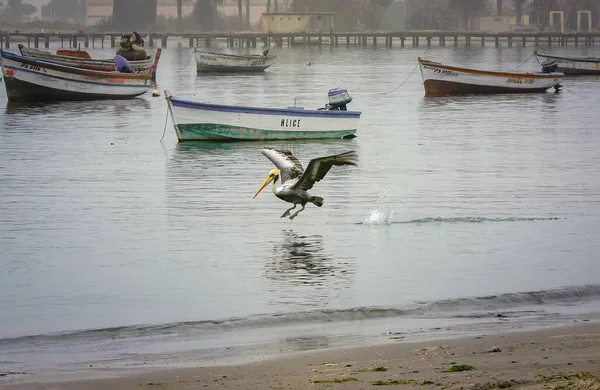 Desembarque Pelicano Baía Paracas Peru América Sul — Fotografia de Stock