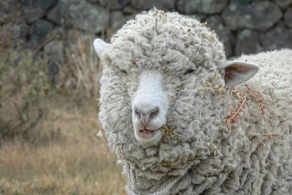 Vastag Gyapjúkabátos Bárány — Stock Fotó