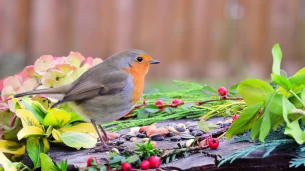 Robin Cerca Comiendo Semillas Pájaro — Vídeo de stock
