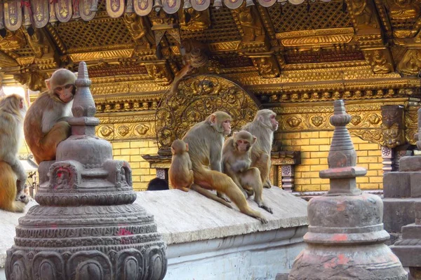 Swaymbhunath 'daki maymunlar diğer adıyla Maymun Tapınağı, Katmandu, Nepal