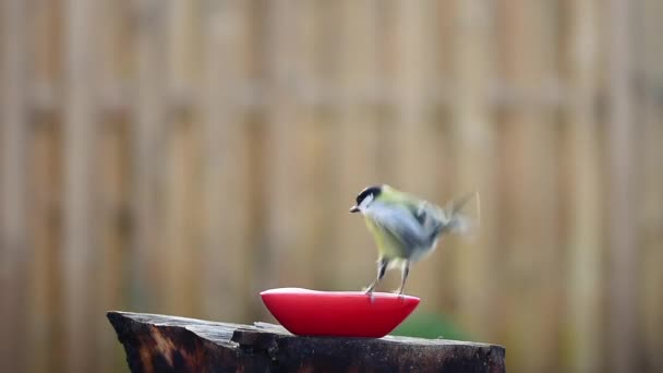 Bird Flies Pecks Peanut Flies Away — Stockvideo