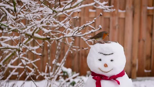 Robin Snowman Eating Winter Bird Food — Vídeo de stock