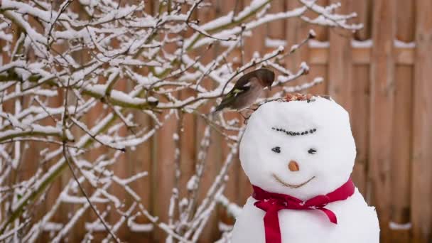 Snowman Finch Eating Bird Food — Vídeo de stock