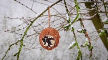 Coconut bird feeder dangling from branch