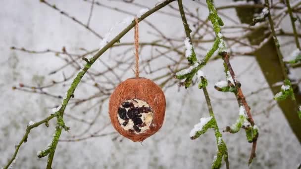 Coconut Bird Feeder Dangling Branch — Αρχείο Βίντεο