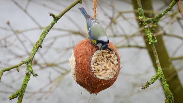 Blue Tit Coconut Bird Feeder — 图库视频影像