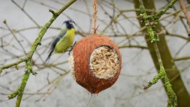 Blue tit on coconut bird feeder