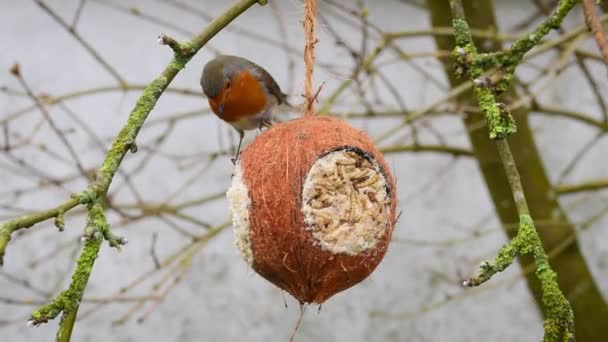 Robin Coconut Bird Feeder — Stockvideo