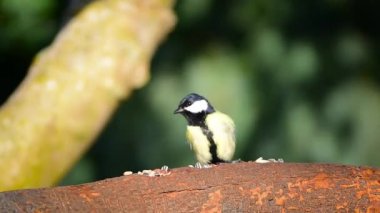 Great tit picking peanut from bird feeder