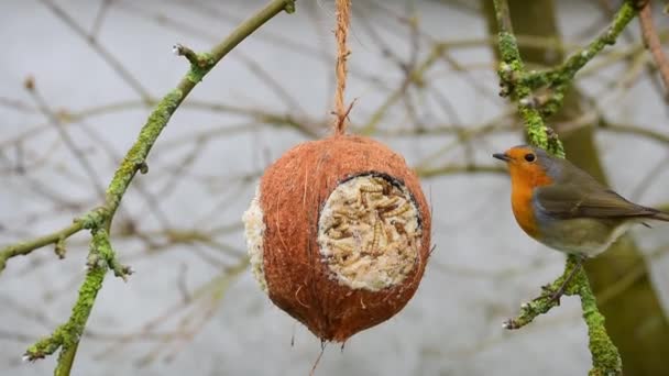 Robin Coconut Bird Feeder — Vídeo de stock