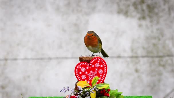 Robin Eats Peanut Valentine Heart Decorated Bird Feeder — Stockvideo