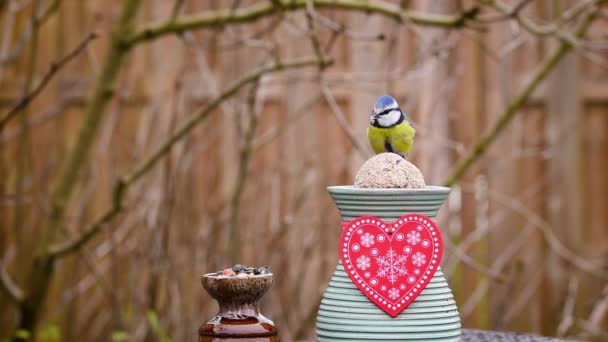 Blue Tit Bird Vase Valentine Heart Decoration — Stockvideo