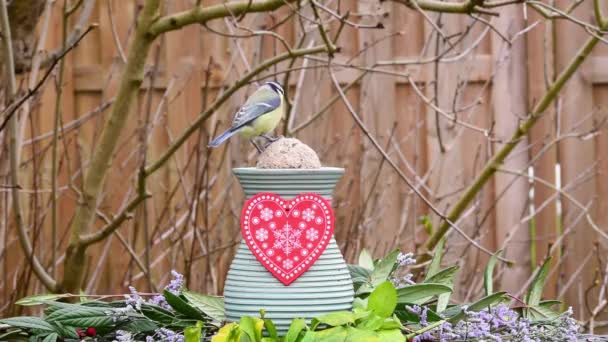 Blue Tit Eating Bird Seeds Vase Decorated Red Valentine Heart — 비디오