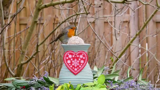 Robin Bird Valentine Decorated Vase Heart — Stockvideo