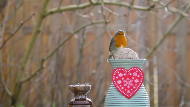 Robin Valentine Decorated Bird Feeder — Vídeo de stock